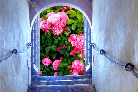 Welcome to Wonderland
