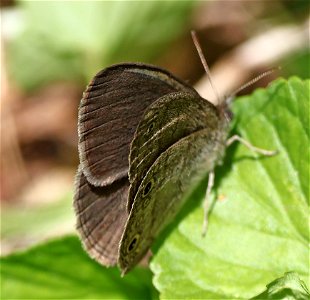 SATYR, CAROLINA (Hermeuptychia sosybius) (05-03-2023) cades cove, great smoky mt nat park, blount co, tn -03