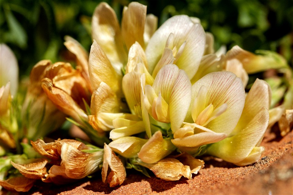 Trifolium barnebyi