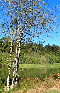 Green Timbers Urban Forest Park