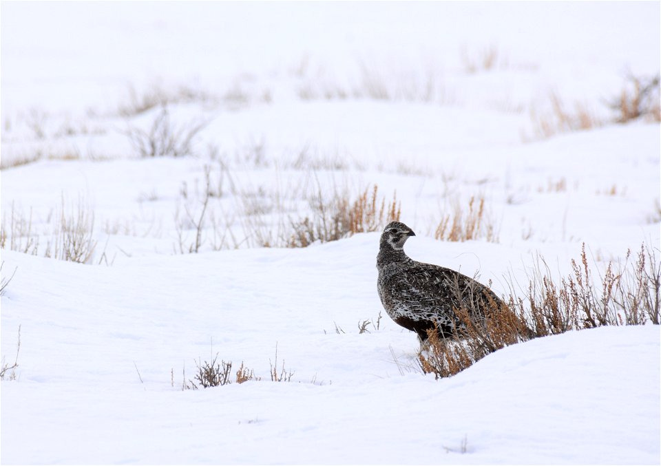 Greater sage-grouse on Seedskadee National Wildlife Refuge