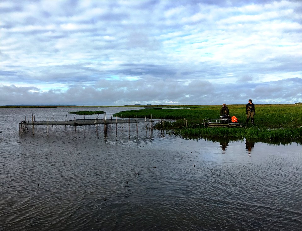 Duck Banding trap