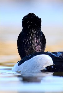 Ring-necked duck at Seedskadee National Wildlife Refuge Wyoming photo