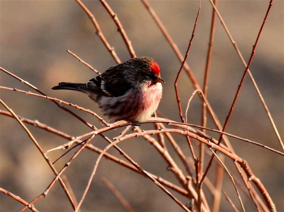Common redpoll at Seedskadee National Wildlife Refuge
