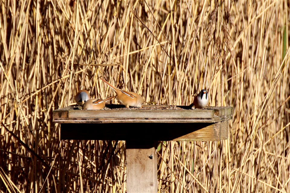 Bearded Reedlings photo