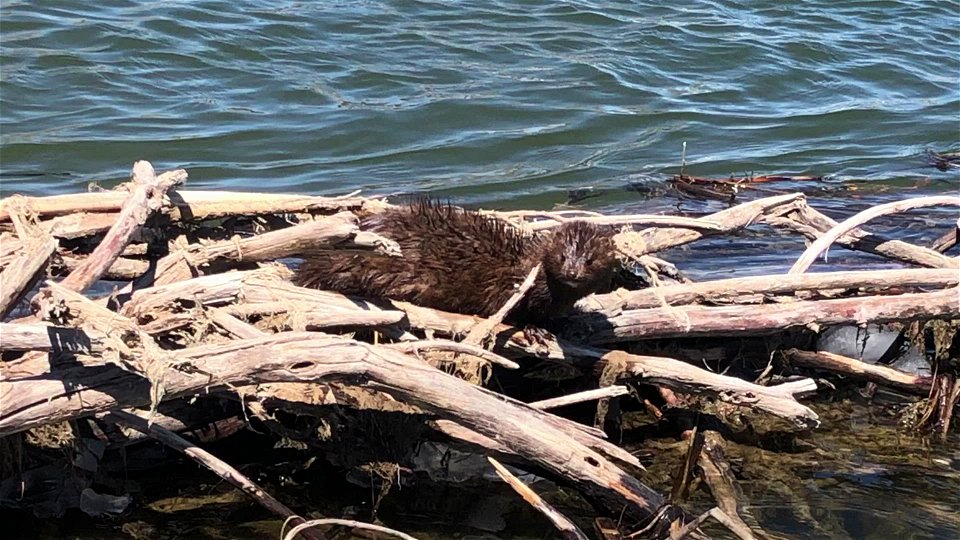 Mink at Seedskadee National Wildlife Refuge photo