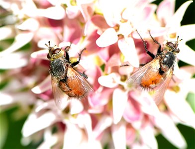 Bristle or Tachinid fly (Peleteria iterans)  at Seedskadee NWR Wyoming