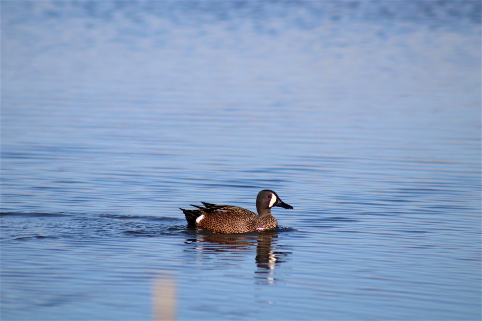 Blue-winged teal Owens Bay Lake Andes National Wildlife Refuge South Dakota
