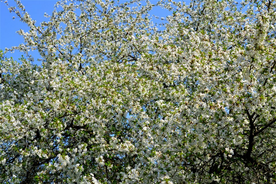 Spring ,April 2023