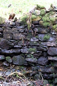 Damp Stone Wall photo
