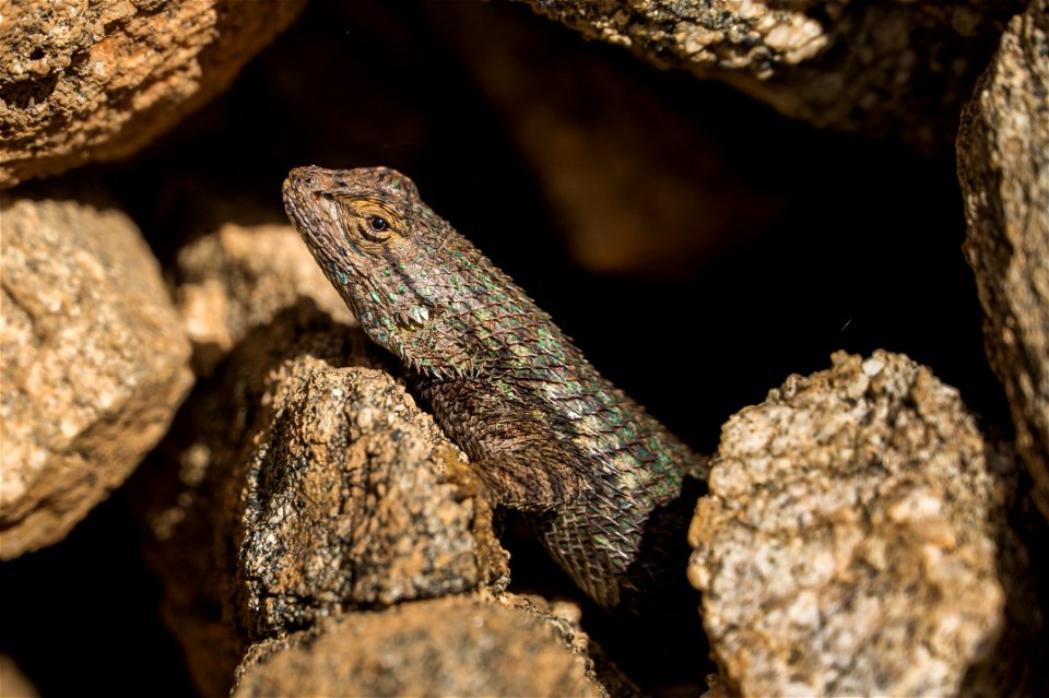 Great Basin fence lizard (sceloporus occidentalis longpipes) photo