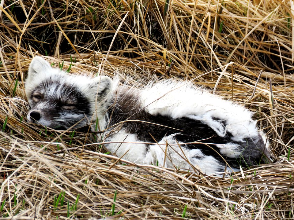 Shedding Arctic Fox