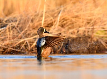 Blue-winged teal at Seedskadee National Wildlife Refuge photo