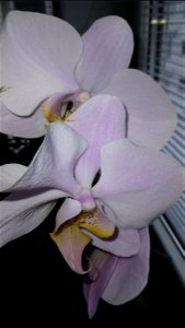 orchids_orhidee-2023_0228_133648 photo