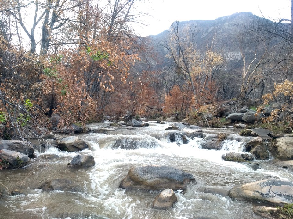 Burned riparian vegetation