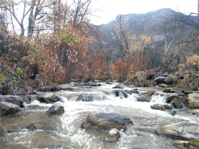 Burned riparian vegetation