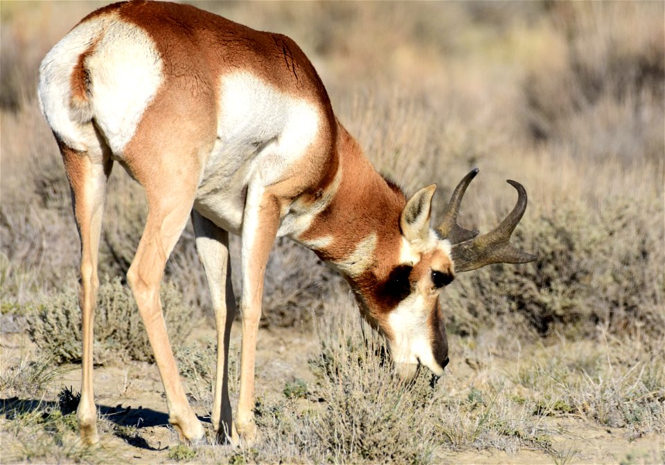 Pronghorn at Seedskadee National Wildlife Refuge