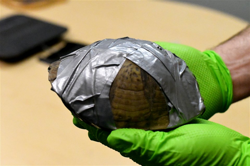 Smuggled Mexican box turtle tightly bound by duck tape.