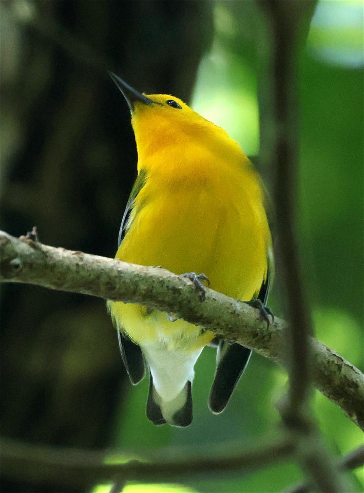 804 - PROTHONOTARY WARBLER (05-28-2023) nags head woods preserve, dare co, nc -02