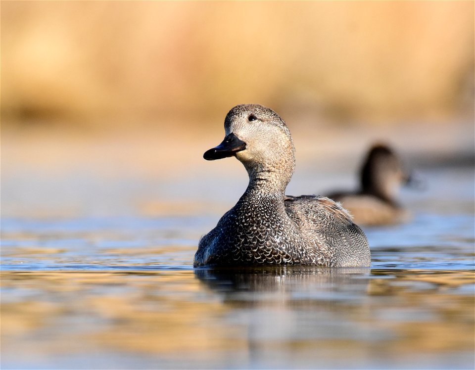 Gadwall at Seedskadee National Wildlife Refuge