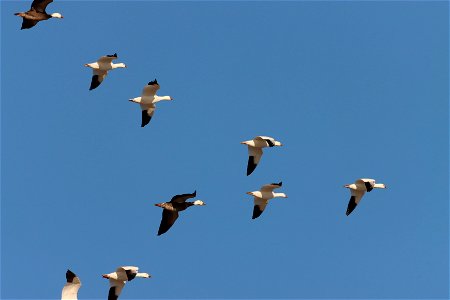 Light Goose Migration Huron Wetland Management District photo