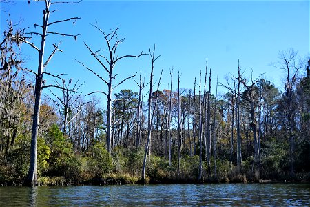 Lewis Gut ghost forest in gut KG