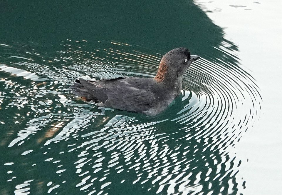 413 - CASSIN'S AUKLET (8-29-2021) crescent city, del norte co, ca -08