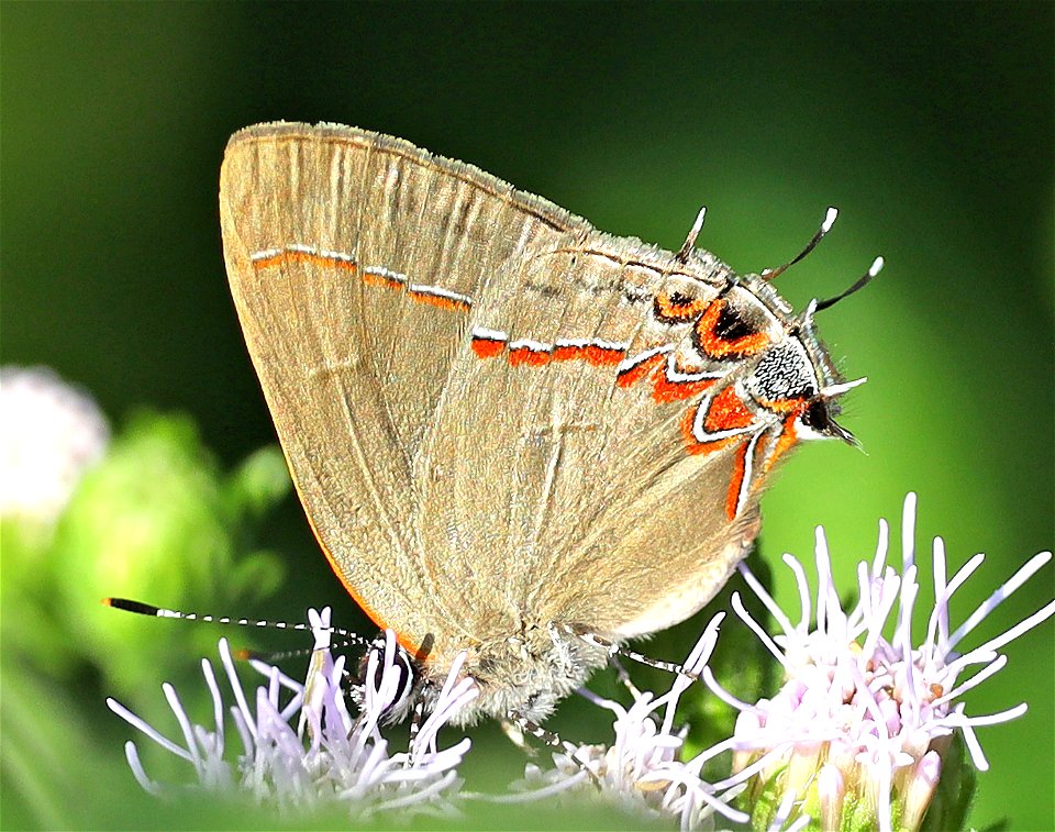HAIRSTREAK, DUSKY-BLUE (Calycopis cecrops) (12-30-2021) national butterfly center, mission, hidalgo co, tx -04