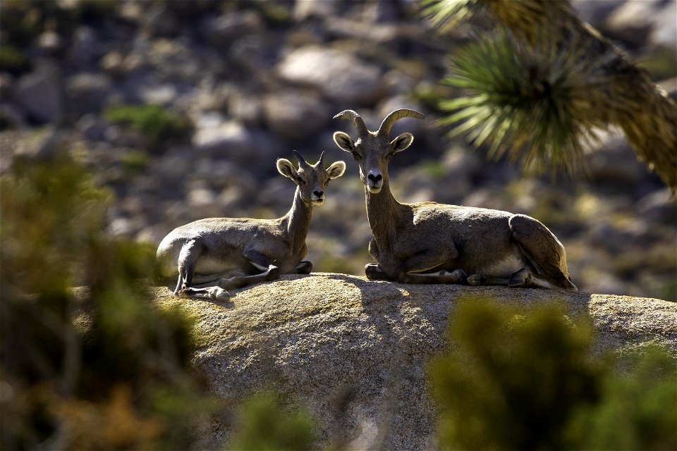 Bighorn Sheep on Ryan Mountain