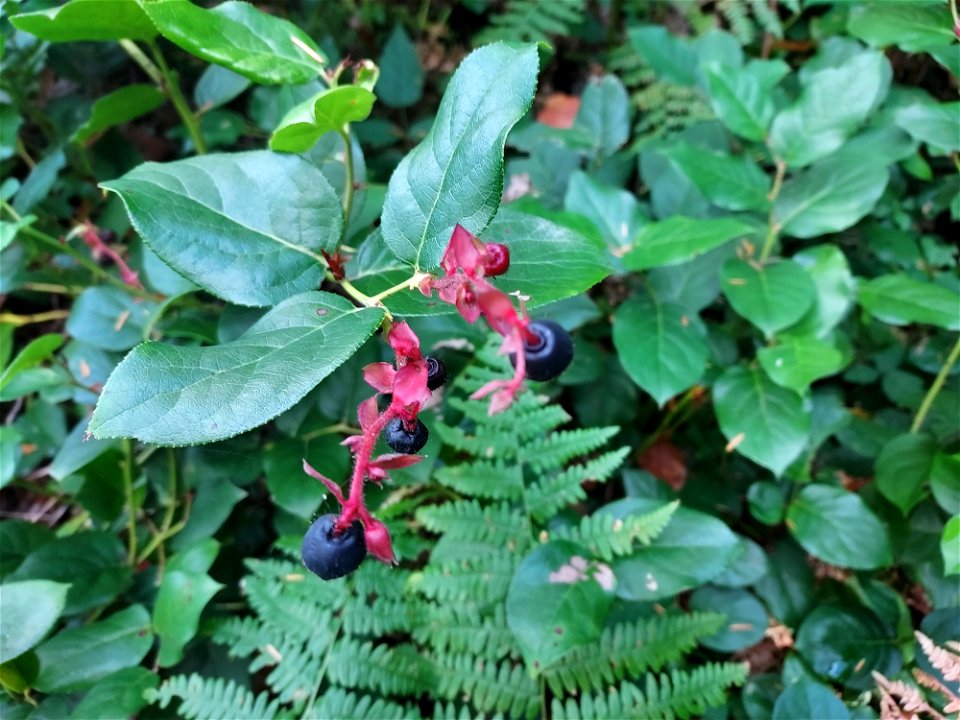 Salal, Mt. Baker-Snoqualmie National Forest. Photo by Anne Vassar Sept. 13, 2021.