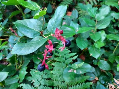 Salal, Mt. Baker-Snoqualmie National Forest. Photo by Anne Vassar Sept. 13, 2021.