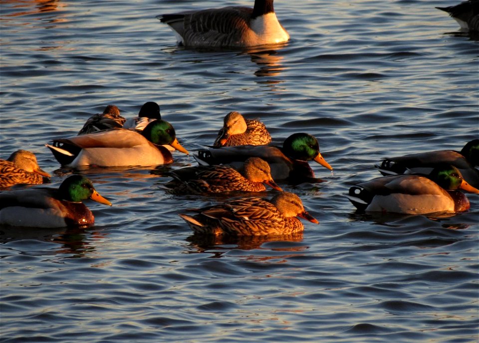 Fall Mallards