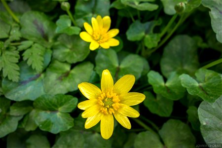 Ficaria verna celandine or pilewort