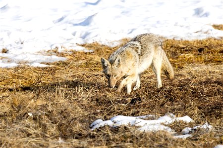 Coyote on the hunt near Madison photo