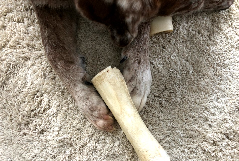 Bone Thoughts Bone Pillow