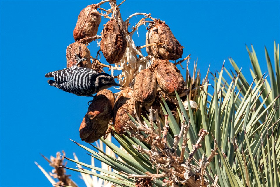 Ladder-backed Woodpecker (Dryobates scalaris)