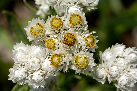 Anaphalis margaritacea photo