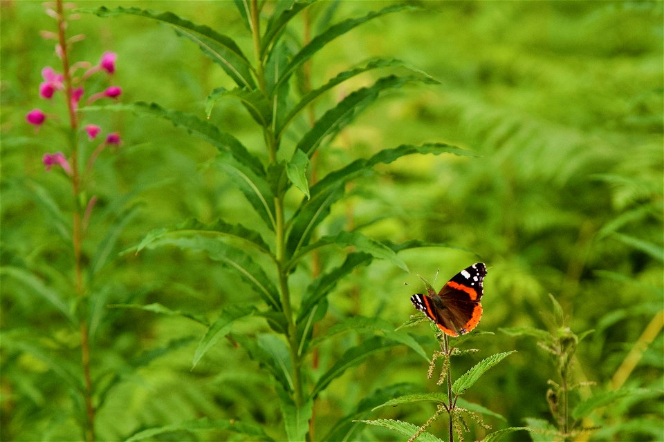 Red admiral photo