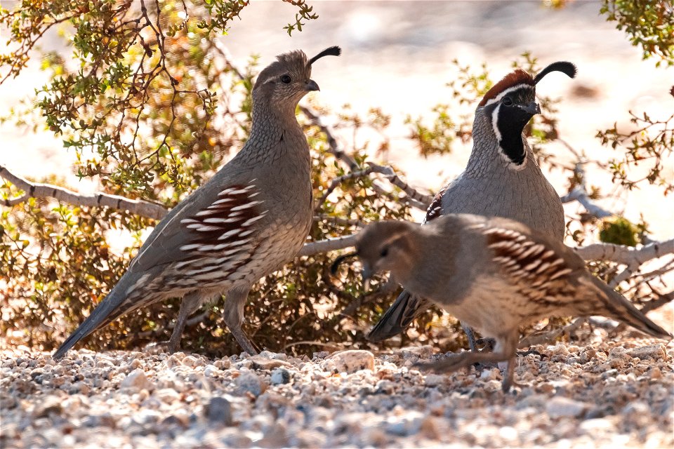 Gambel's quail (Callipepla gambelii)