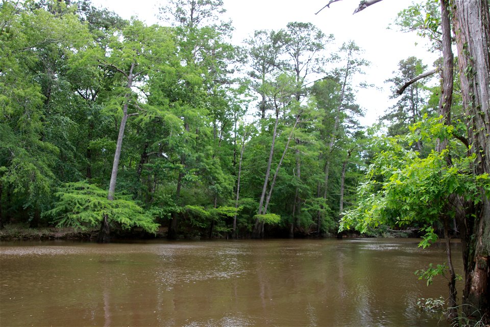 Saline Bayou Goldonna Boat Launch - Kisatchie National Forest - 001