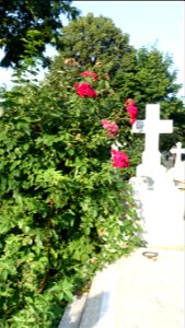SfVineri_cemetery2021_0728_070657(1) photo