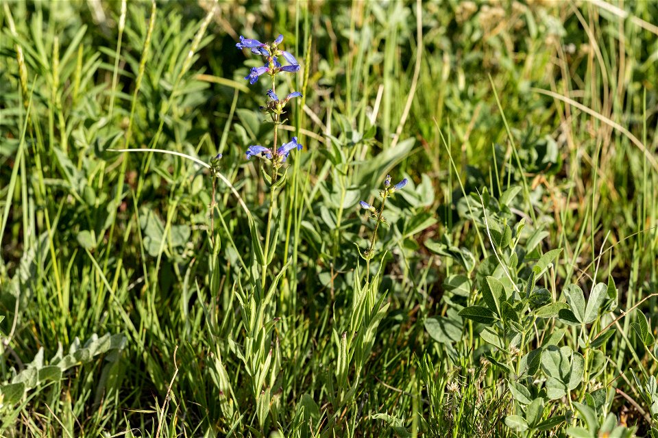 Penstemon radicosus