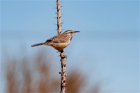 Cactus wren photo