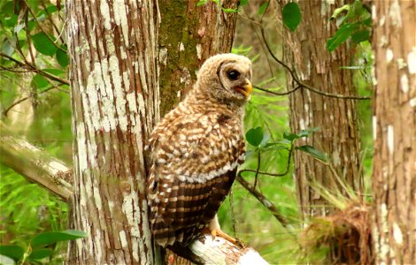 Owlet...Barred Owl photo