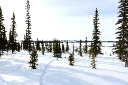 Otter tracks in the snow