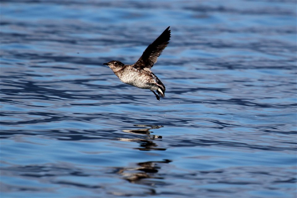 marbled murrelet
