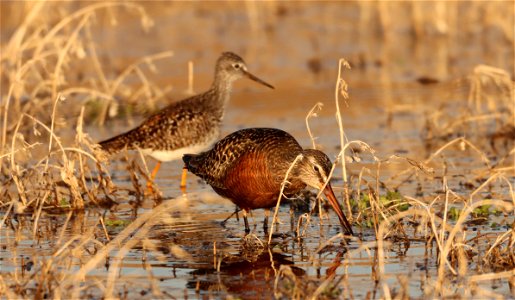 Hudsonian Godwit and Greater Yellowlegs Huron Wetland Management District photo