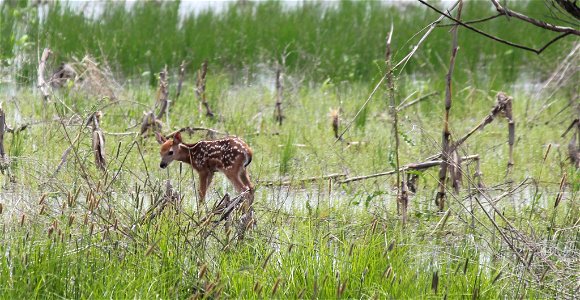 White-tailed Deer Fawn photo