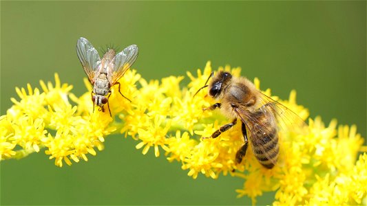Soliera sp. (Raupenfliegenart) und Apis mellifera (Honigbiene)