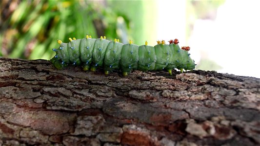 Giant silk moth caterpillar photo